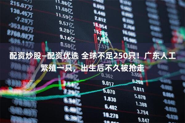 配资炒股—配资优选 全球不足250只！广东人工繁殖一只，出生后不久被抢走